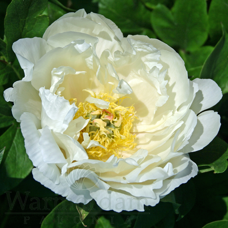 Wout's White | Warmerdam Paeonia